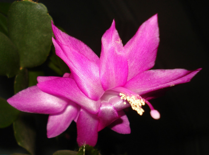 2012 - Craciunel - Schlumbergera