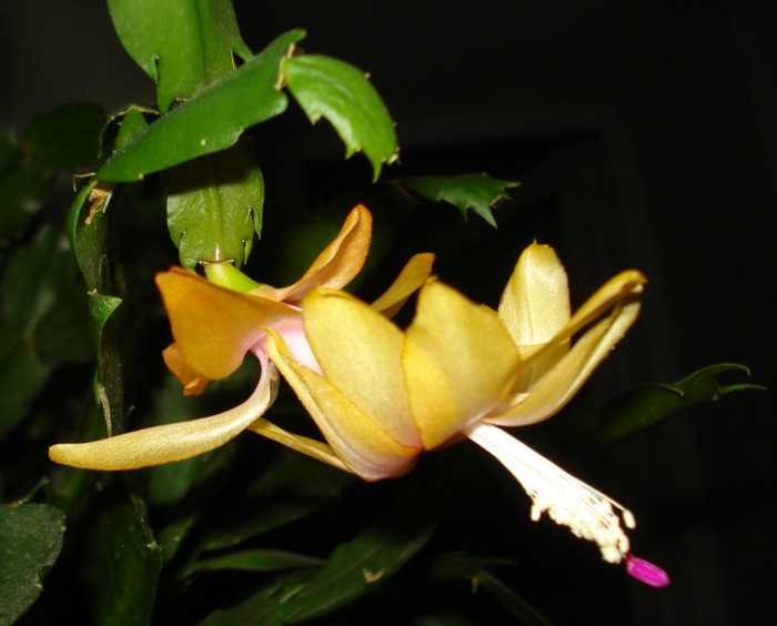 2012 - Craciunel - Schlumbergera