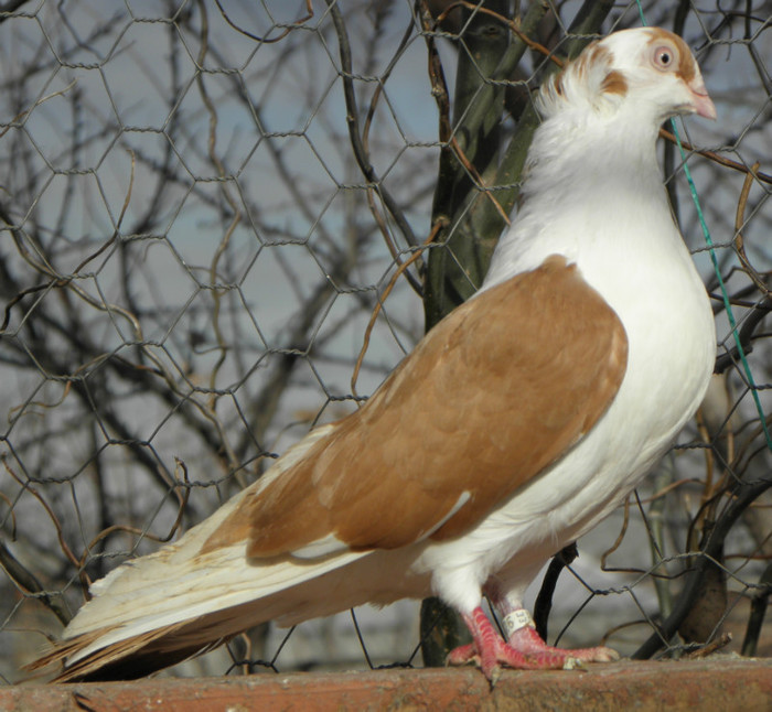 22g.m(f.2009)-vandut