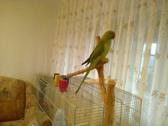 fotografie0073 - A - Papagal Micul Alexander pe nume PACHO