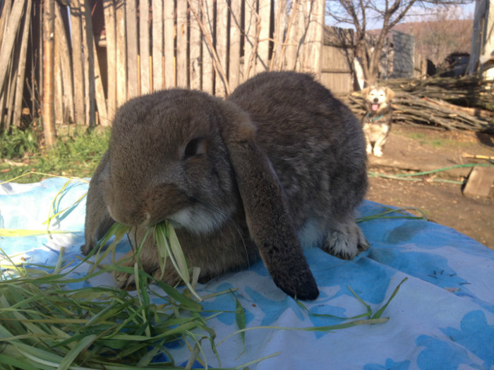 IMG_0555 - Iepuri De Vanzare BERBEC GERMAN