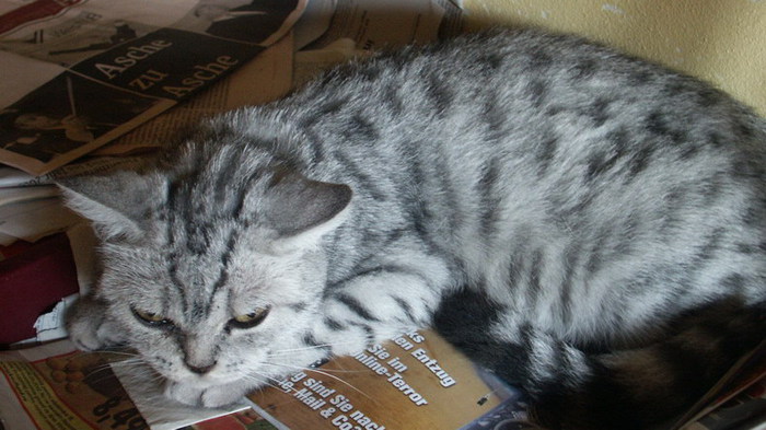 British Shorthair; Sepia
