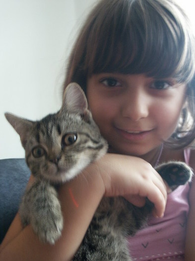 British Shorthair; Sepi pui Rona
