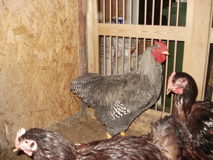 93 puncte la expo Craiova ian 2013