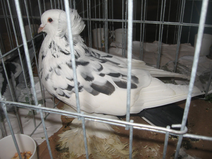 IMG_2763 - Expozitie Constanta 2012-2