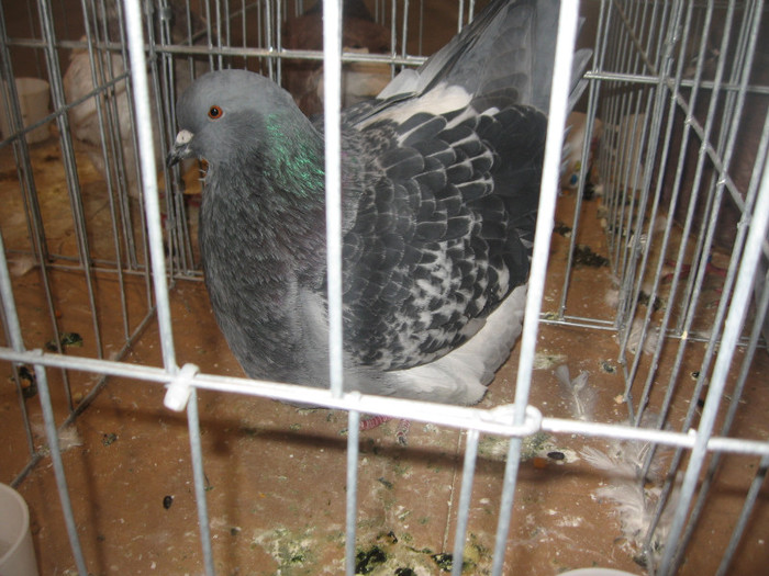 IMG_2764 - Expozitie Constanta 2012-2