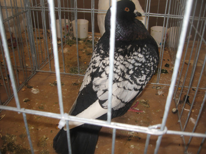 IMG_2767 - Expozitie Constanta 2012-2