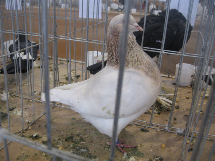 IMG_2768 - Expozitie Constanta 2012-2