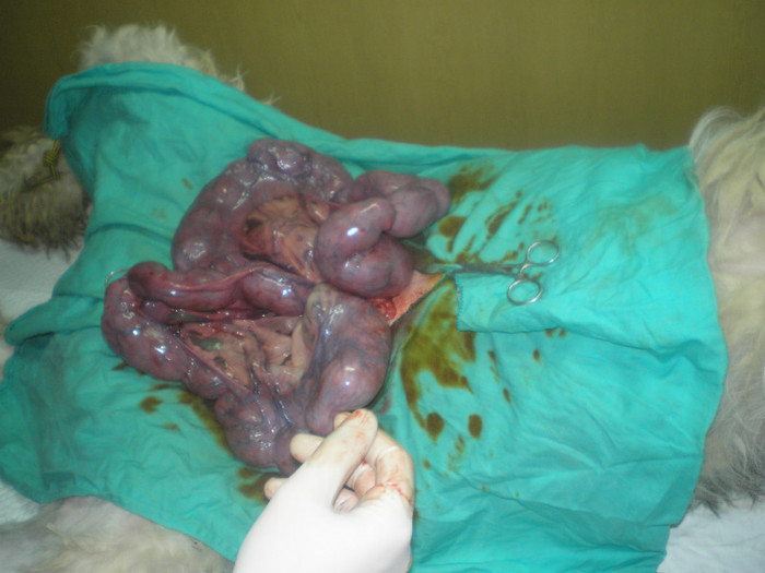 Piometru...; acumulare de puroi la nivel uterin...
