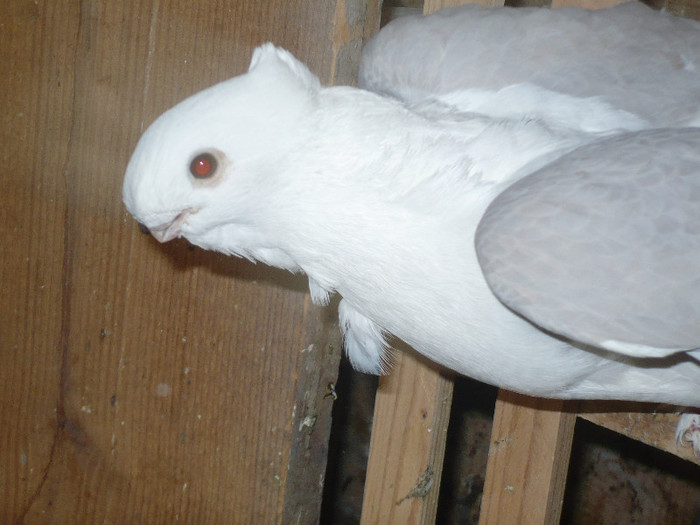 crang 2012 039 - BLUETI-SATINETI 2012