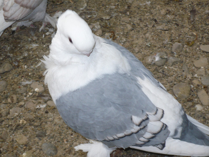 crang 2012 041 - BLUETI-SATINETI 2012