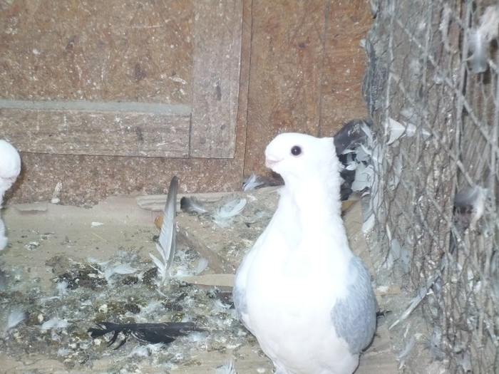 crang 2012 042 - BLUETI-SATINETI 2012