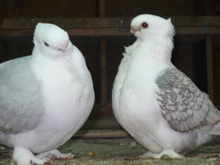 crang 2012 044 - BLUETI-SATINETI 2012