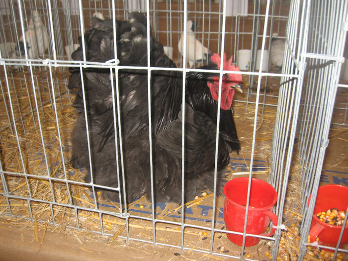 IMG_2823 - Expozitie Constanta 2012-2