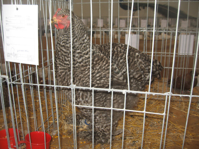 IMG_2824 - Expozitie Constanta 2012-2