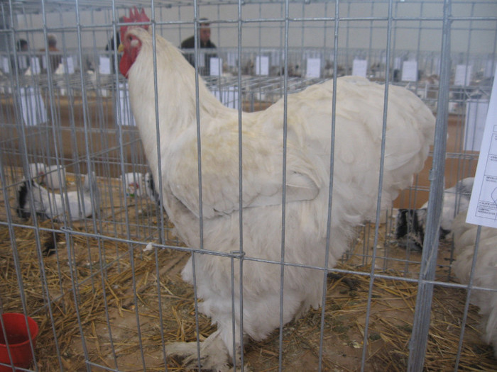 IMG_2825 - Expozitie Constanta 2012-2