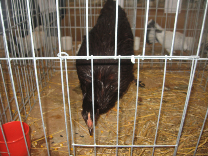 IMG_2826 - Expozitie Constanta 2012-2