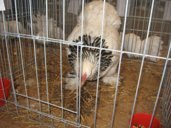 IMG_2829 - Expozitie Constanta 2012-2