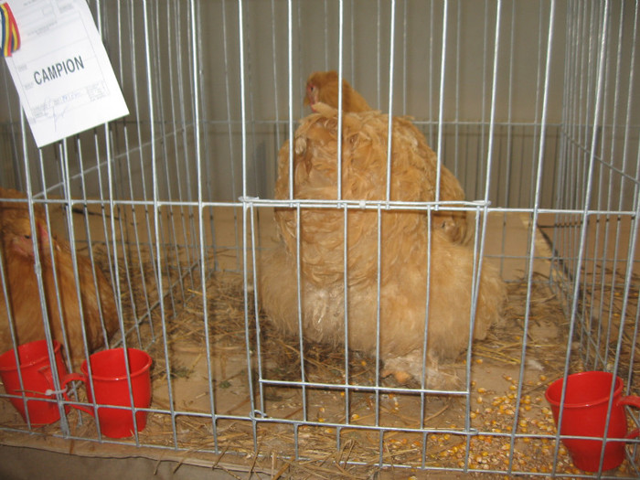 IMG_2831 - Expozitie Constanta 2012-2