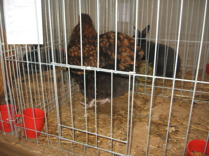 IMG_2835 - Expozitie Constanta 2012-2