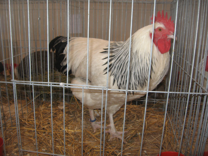 IMG_2836 - Expozitie Constanta 2012-2