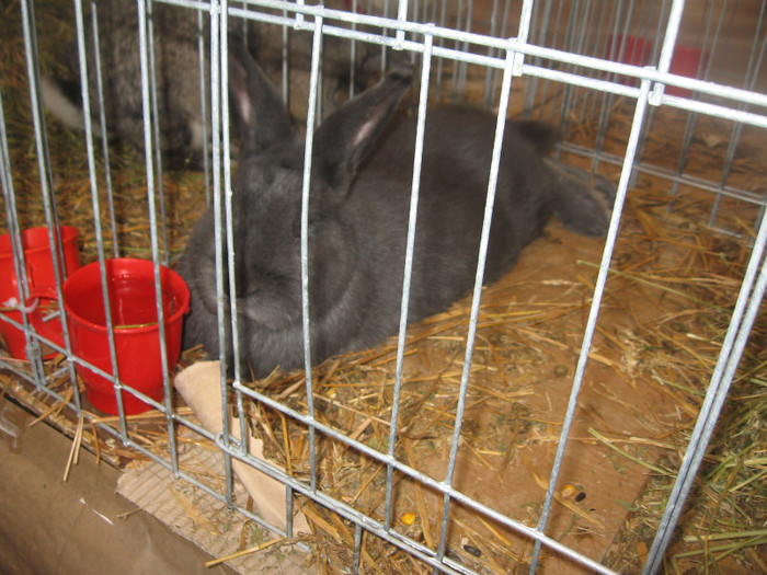 IMG_2875 - Expozitie Constanta 2012-2