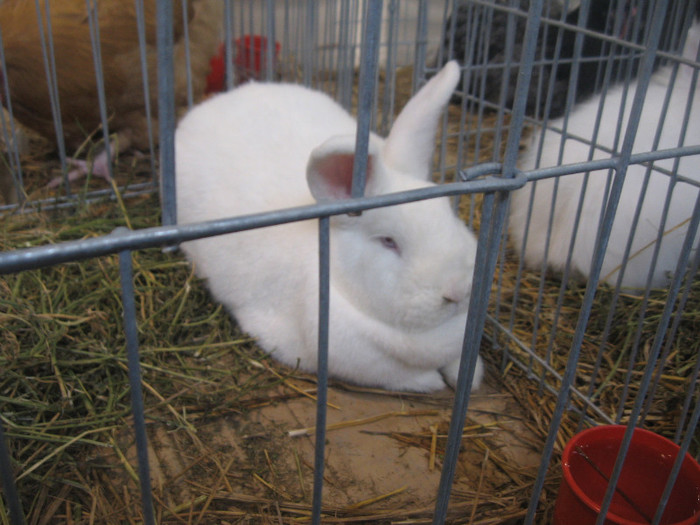 IMG_2876 - Expozitie Constanta 2012-2