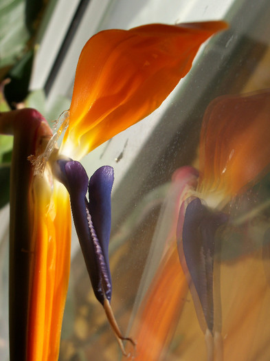 30.11.2012 - STRELITZIA - PASAREA PARADISULUI