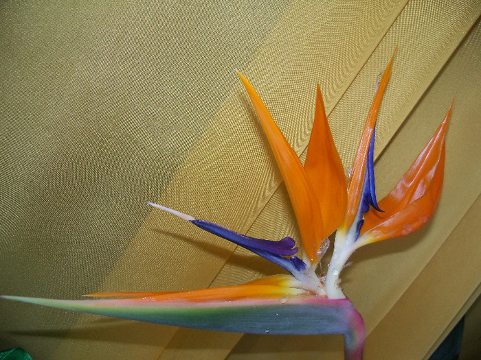 03.12.2012 - STRELITZIA - PASAREA PARADISULUI