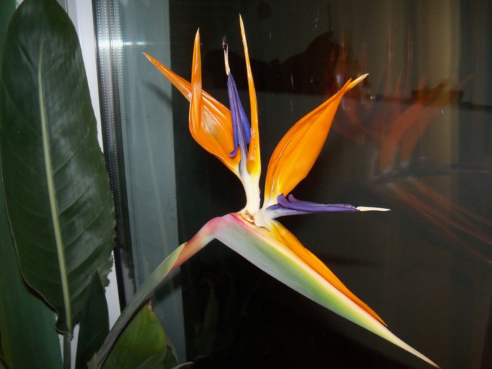 03.12.2012 - STRELITZIA - PASAREA PARADISULUI