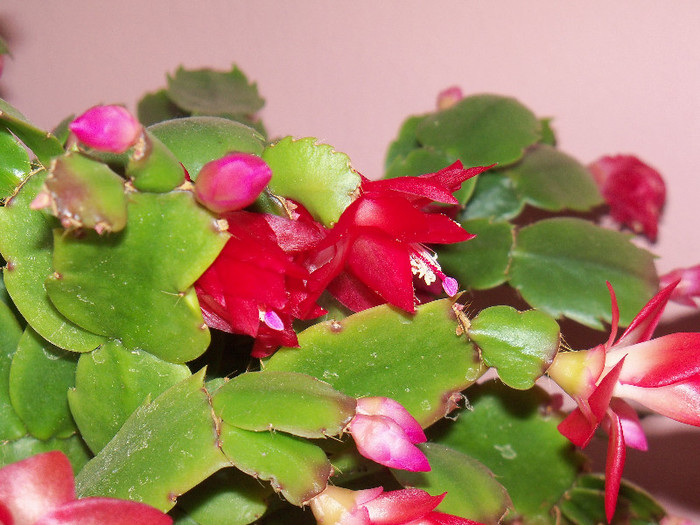 101_6207 - SCHLUMBERGERA TRUNCATA