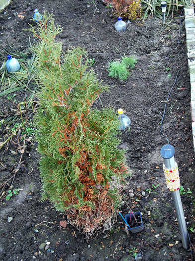 Thuja occidentalis Smaragd - CONIFERE