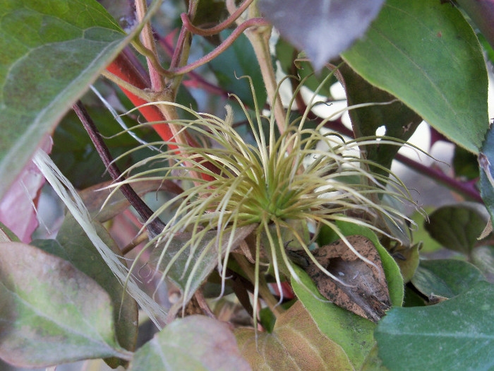 02.12.2012 - CLEMATIS 2012