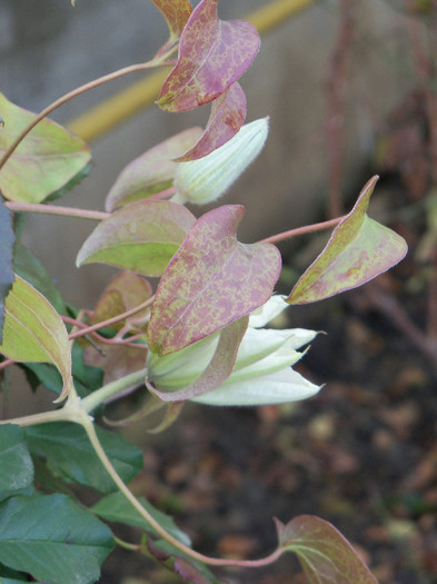 02.12.2012 - CLEMATIS 2012