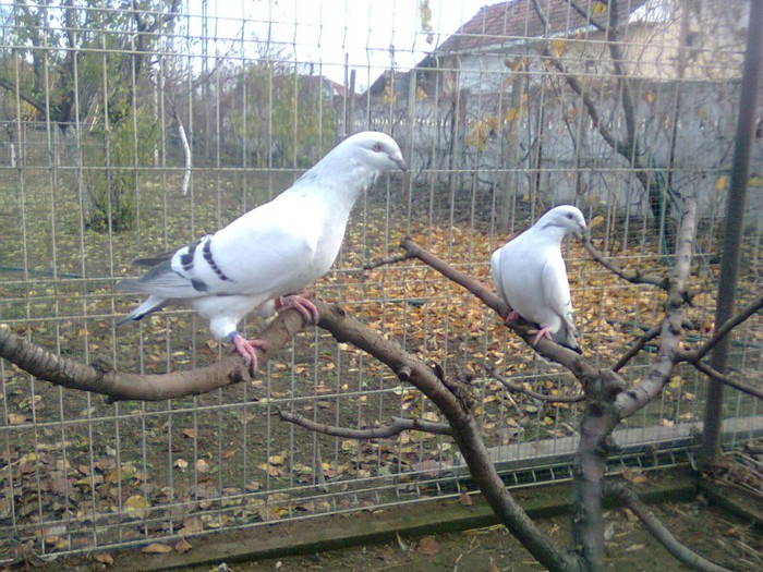 achizitii noi