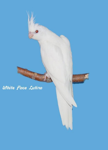 1 white face lutino 054-1 - Vanzari Nimfe