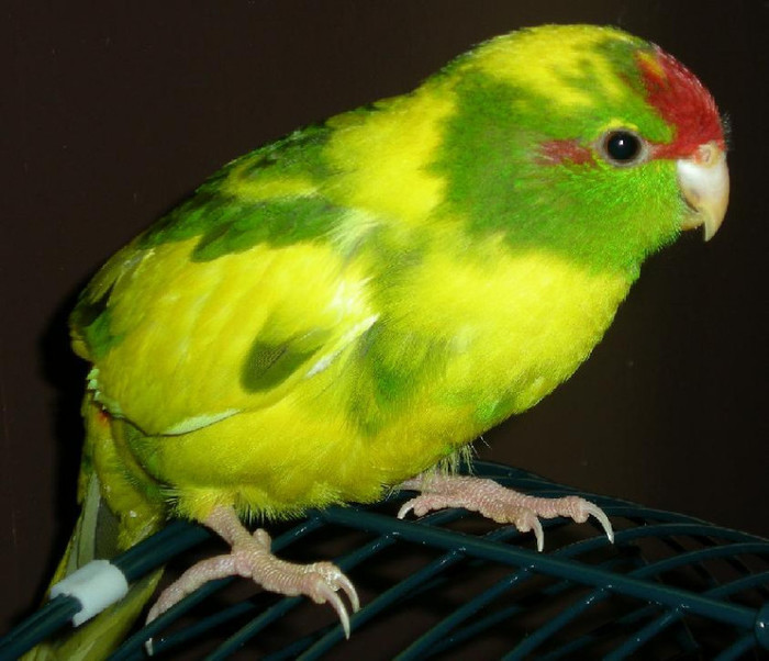 Papagali Capra