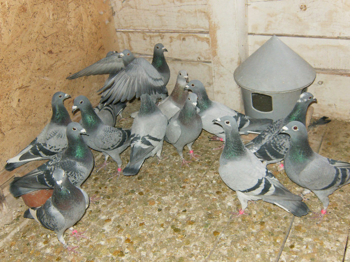 Pui.2012.Femele - Reproducatorii