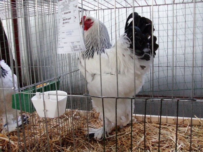 IMAG0064 - EXPO CARANSEBES DECEMBRIE 2012