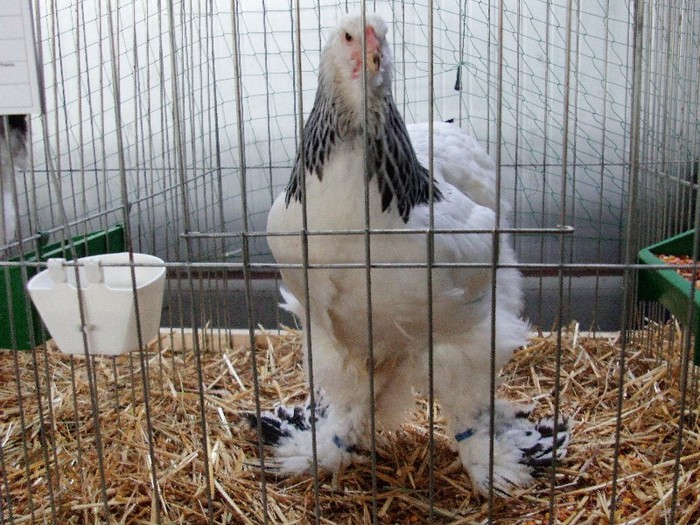 IMAG0066 - EXPO CARANSEBES DECEMBRIE 2012