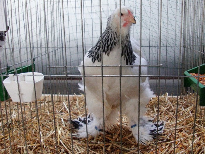 IMAG0067 - EXPO CARANSEBES DECEMBRIE 2012