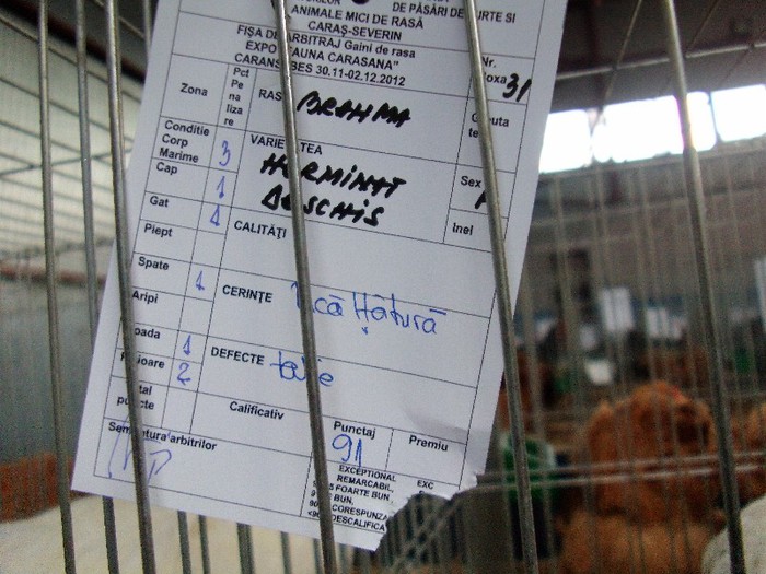 IMAG0091 - EXPO CARANSEBES DECEMBRIE 2012