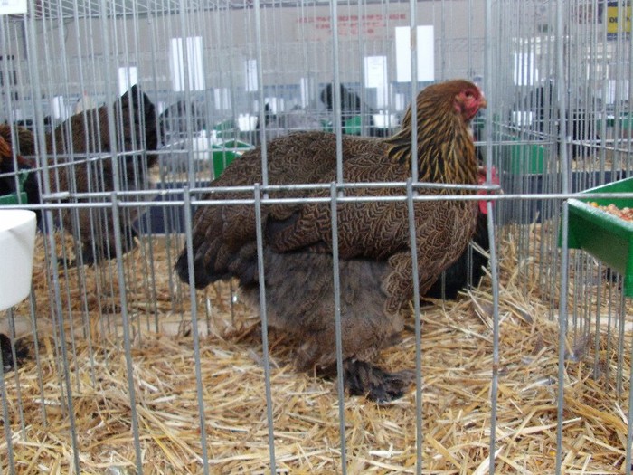 IMAG0135 - EXPO CARANSEBES DECEMBRIE 2012