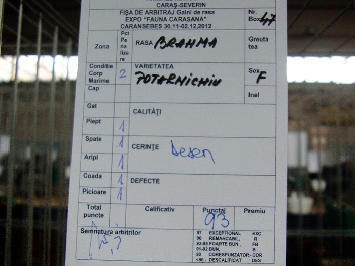 IMAG0136 - EXPO CARANSEBES DECEMBRIE 2012