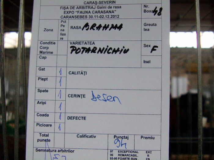 IMAG0139 - EXPO CARANSEBES DECEMBRIE 2012