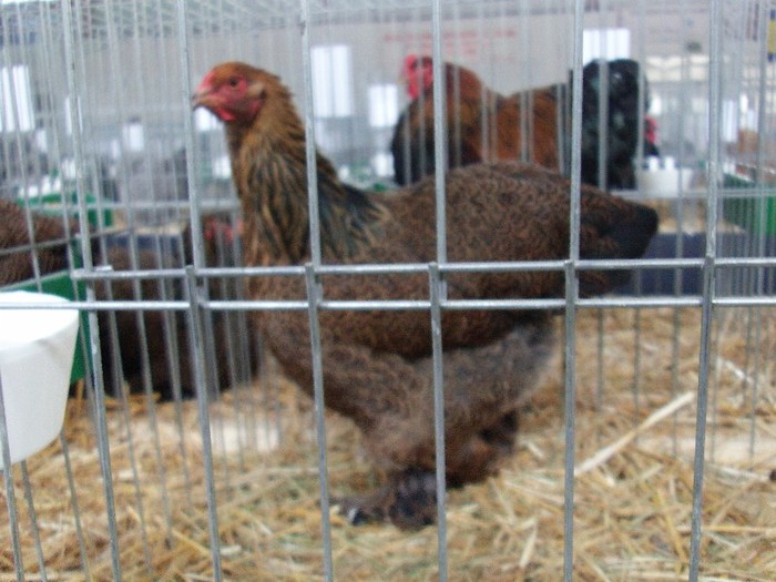 IMAG0140 - EXPO CARANSEBES DECEMBRIE 2012