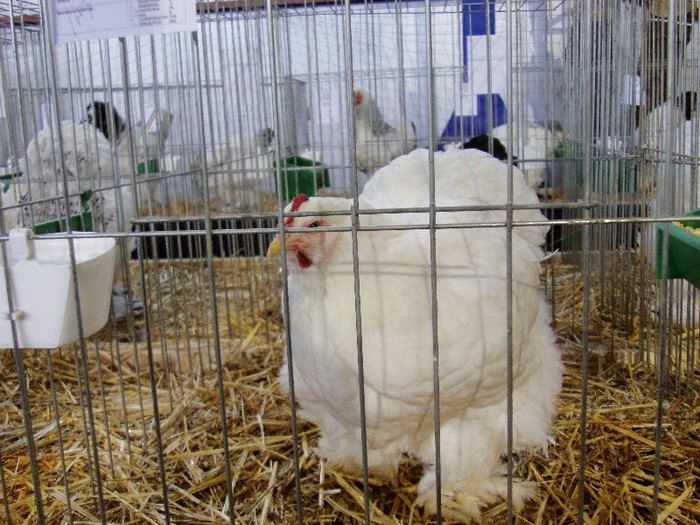 IMAG0210 - EXPO CARANSEBES DECEMBRIE 2012