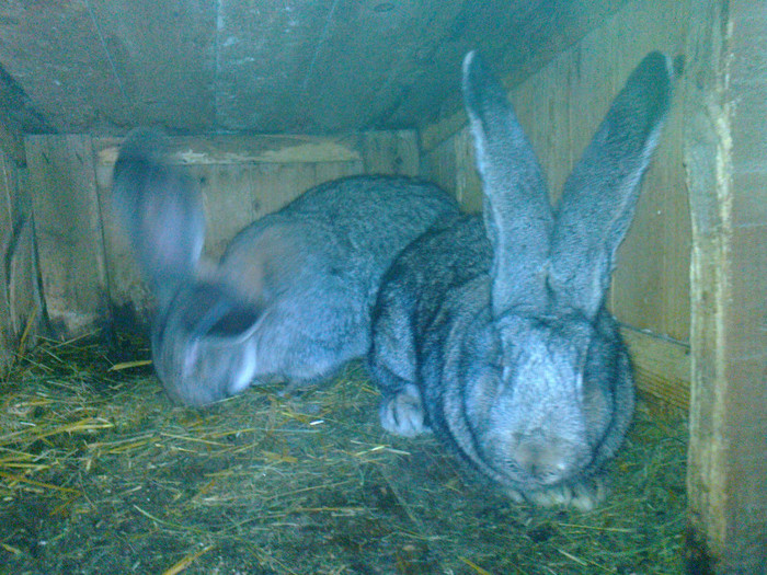 Femela de 7.3kg la mascul de  8 kg - DE VANZARE Toate efective URGENT