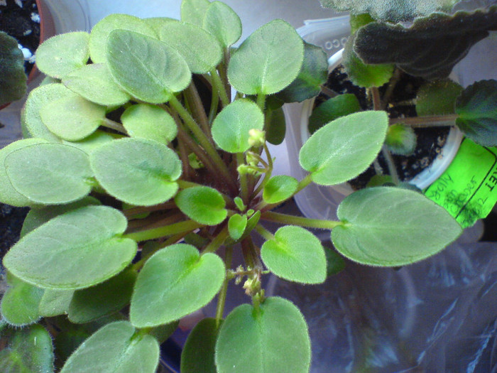 Chanta Iana cu Jolly Sun Chaser; 3 dec 2012
