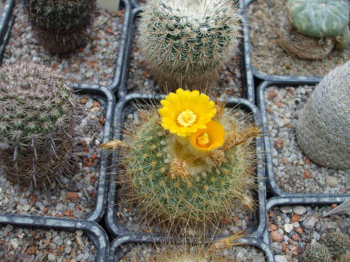 DSCF3510